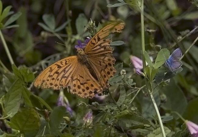 Argynnis paphia